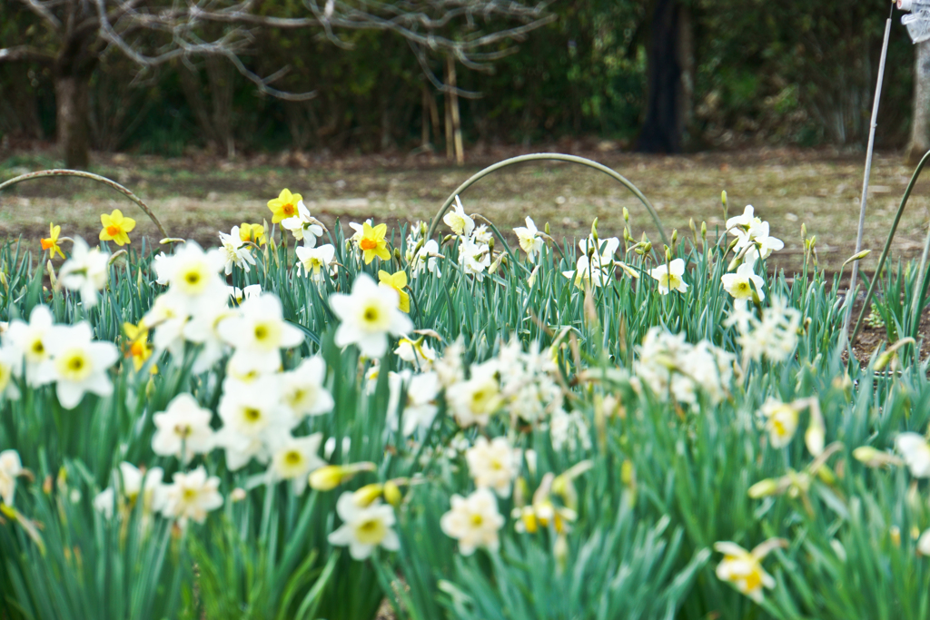 花の写真