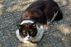 動物の写真