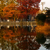 紅葉の写真