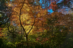 名主の滝公園の紅葉