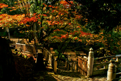 紅葉