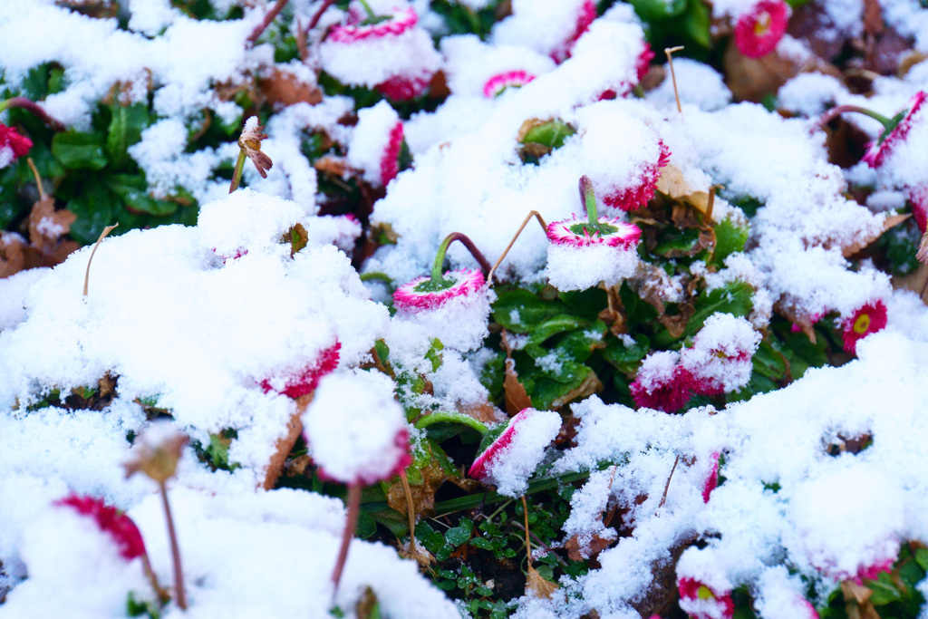 ”重いっ！” 2019年2月の雪
