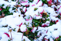 ”重いっ！” 2019年2月の雪
