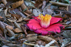 落花