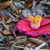 落花