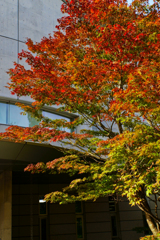 紅葉