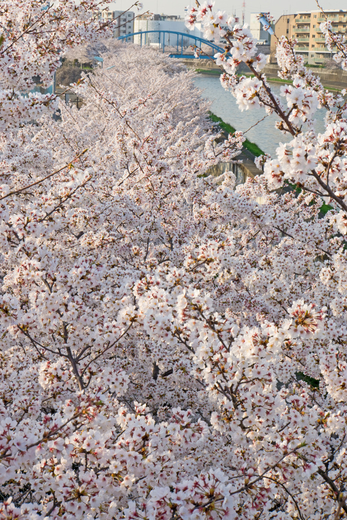 ずーっと桜