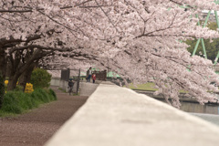 2016年4月の桜(2)