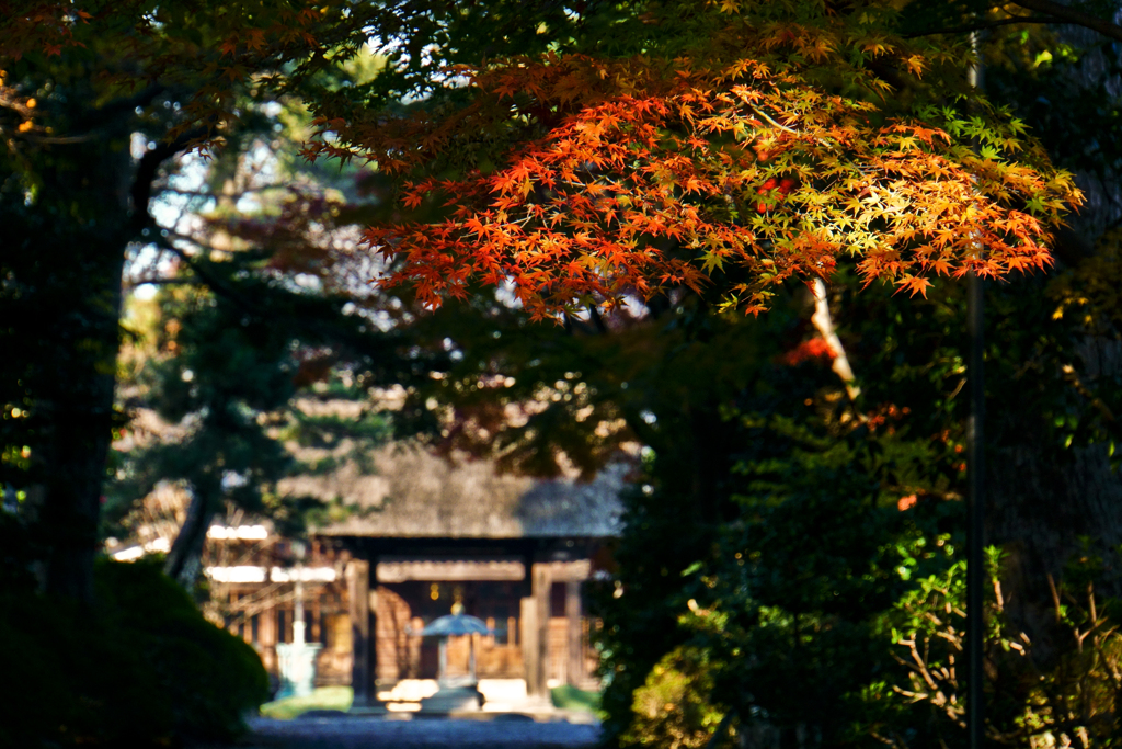 紅葉