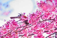 桜(2019年)