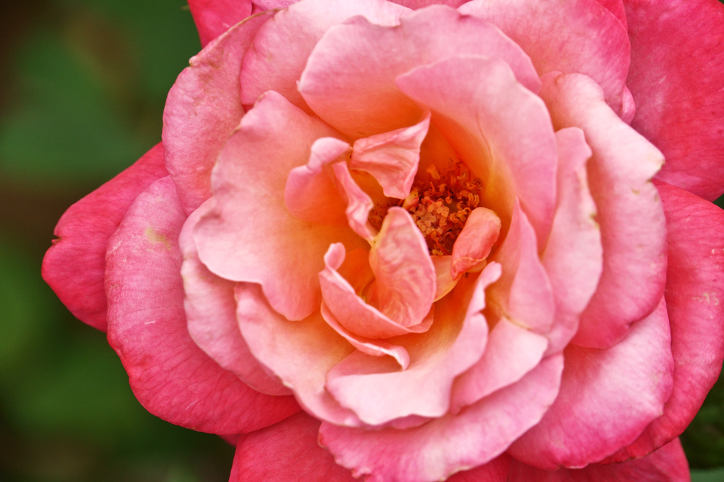 薔薇