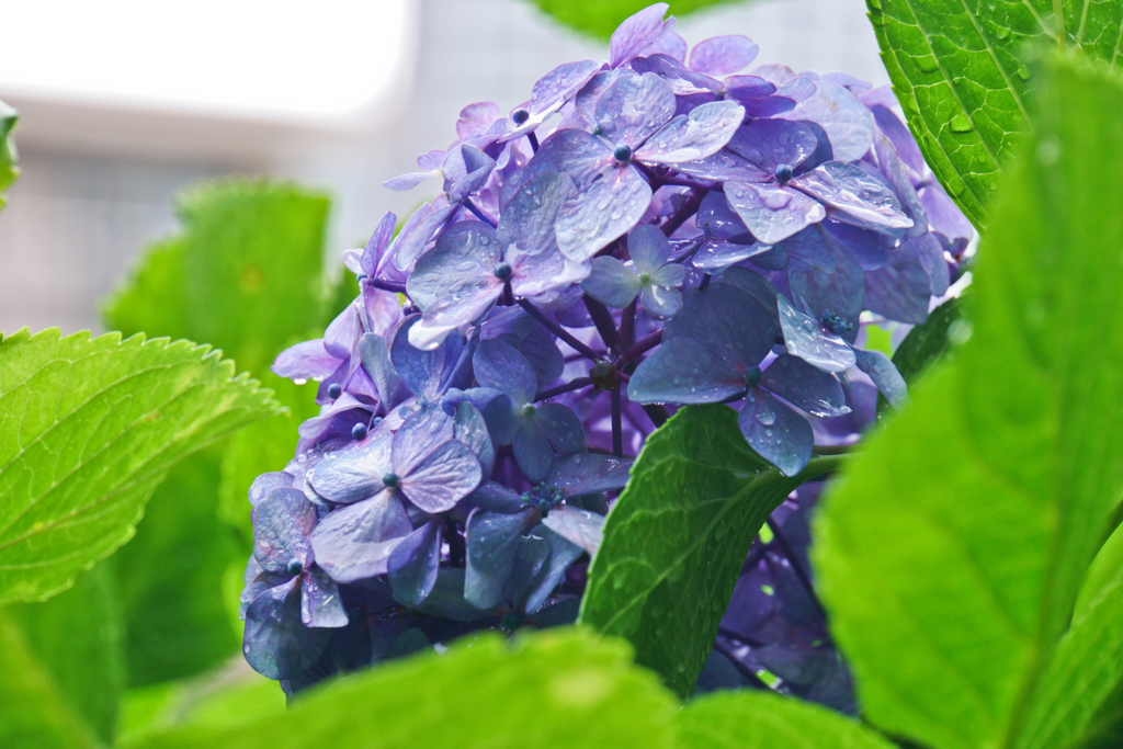 花の写真