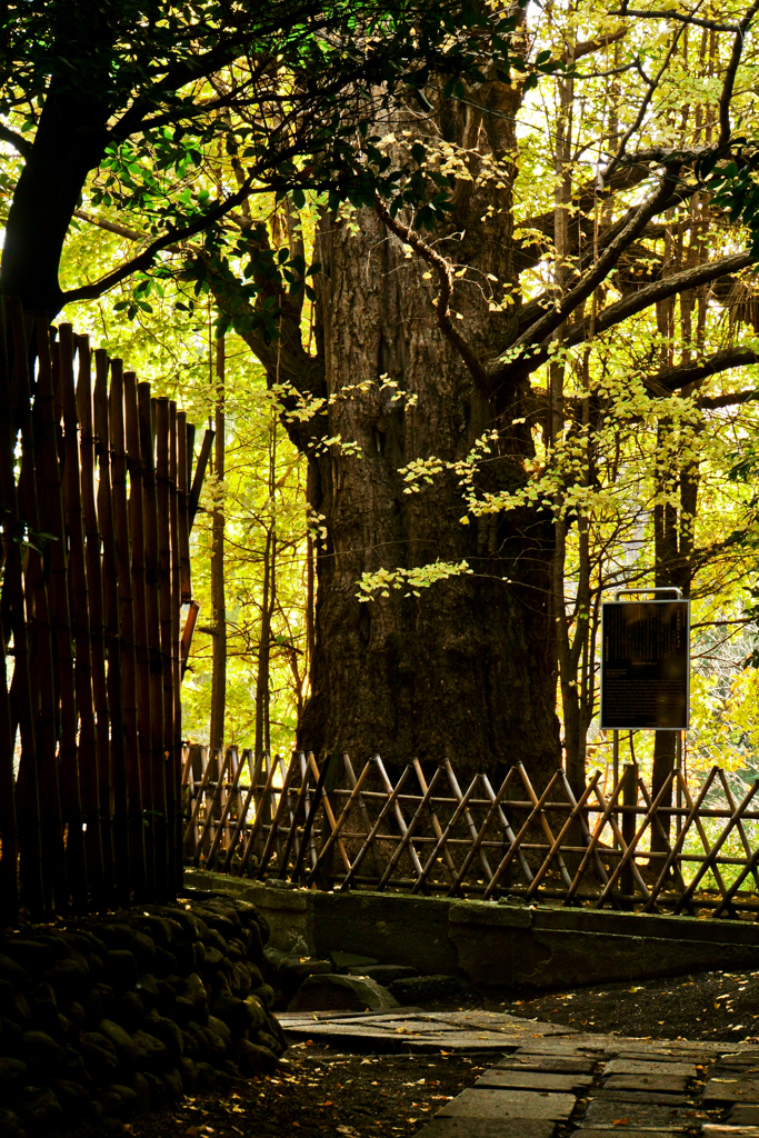 王子神社のイチョウ