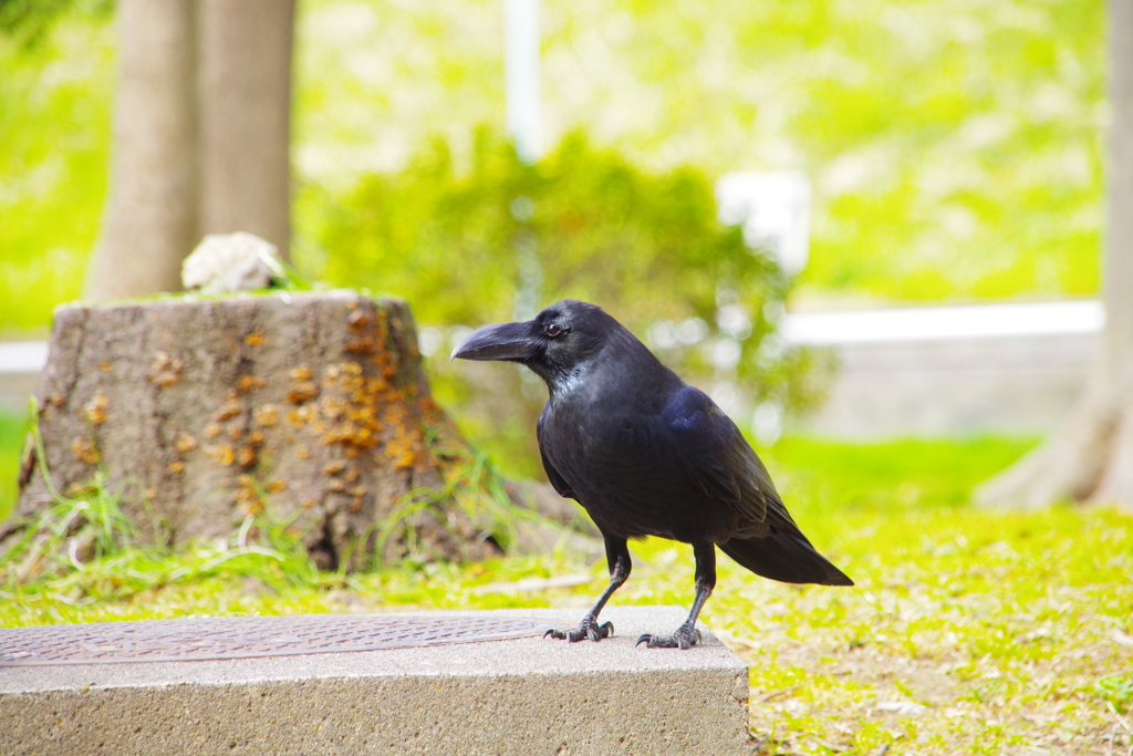 意外と綺麗なカラス