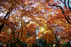 名主の滝公園の紅葉