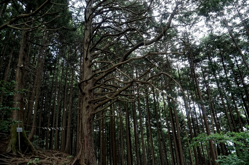 たなびく枝