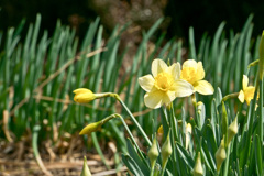 葱畑の水仙