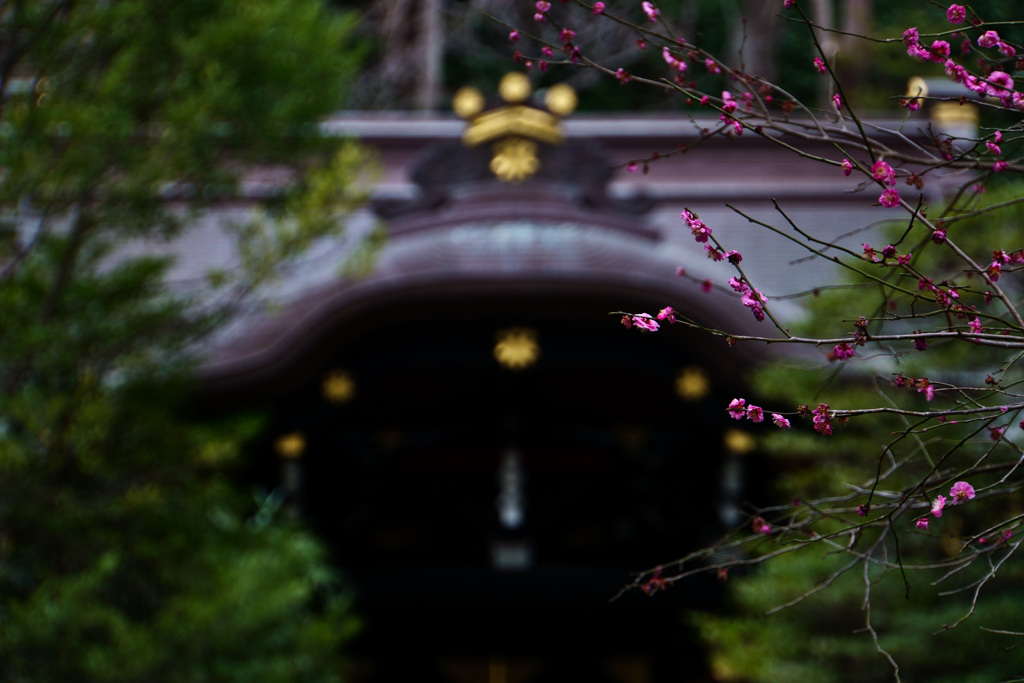 鎌倉・鶴岡八幡宮