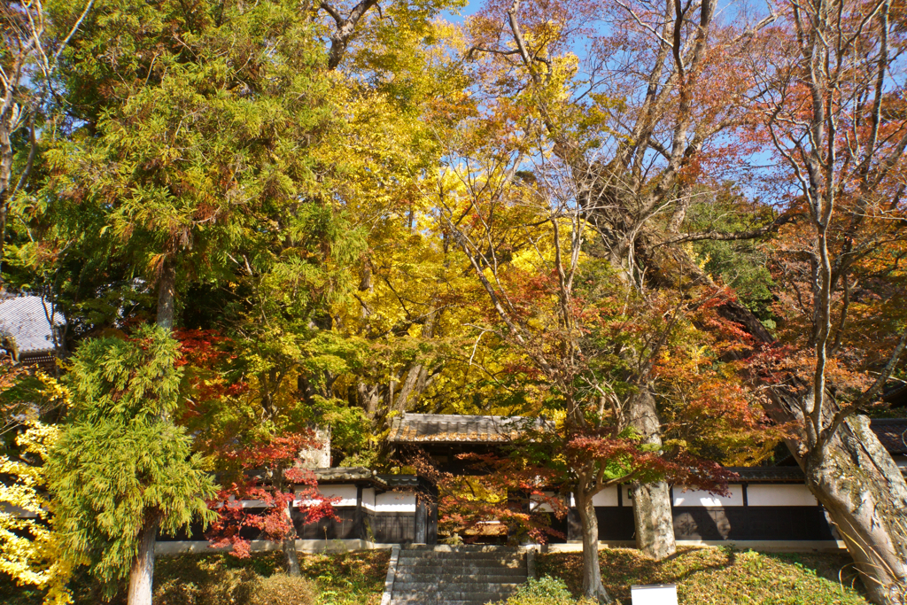 紅葉の写真