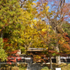 紅葉の写真