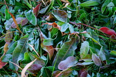 冬の草