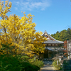 紅葉の写真