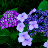 花の写真