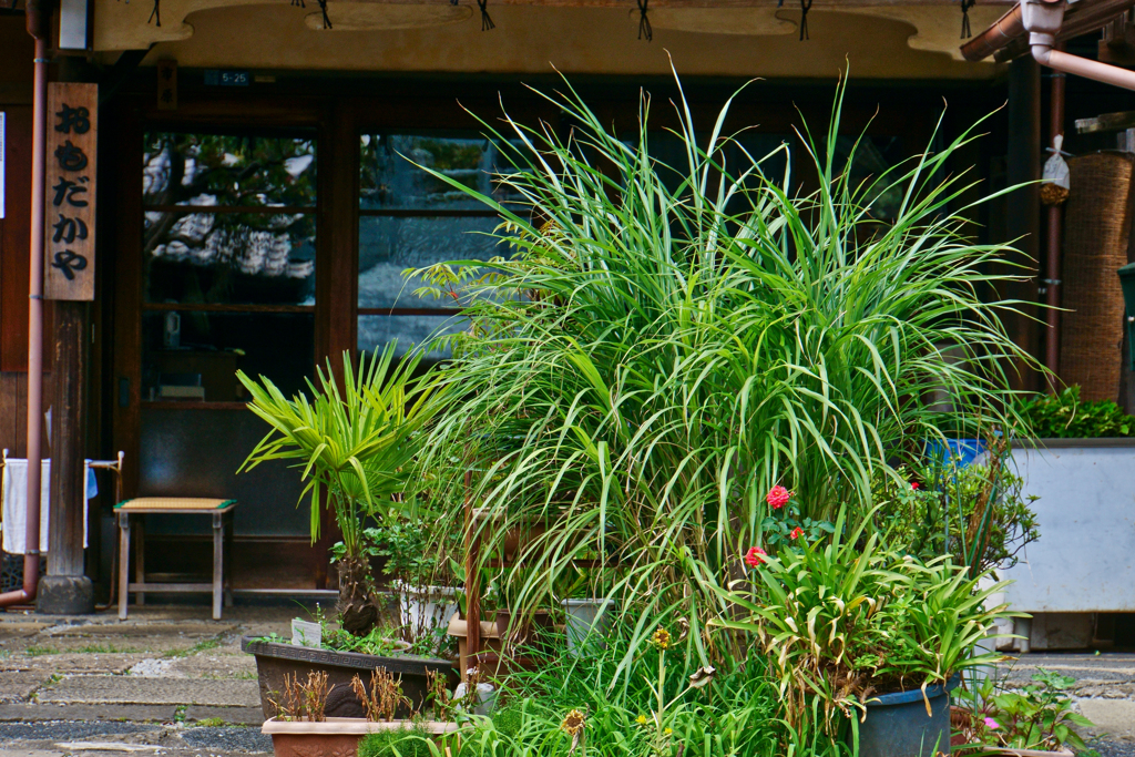 谷中の花屋さん