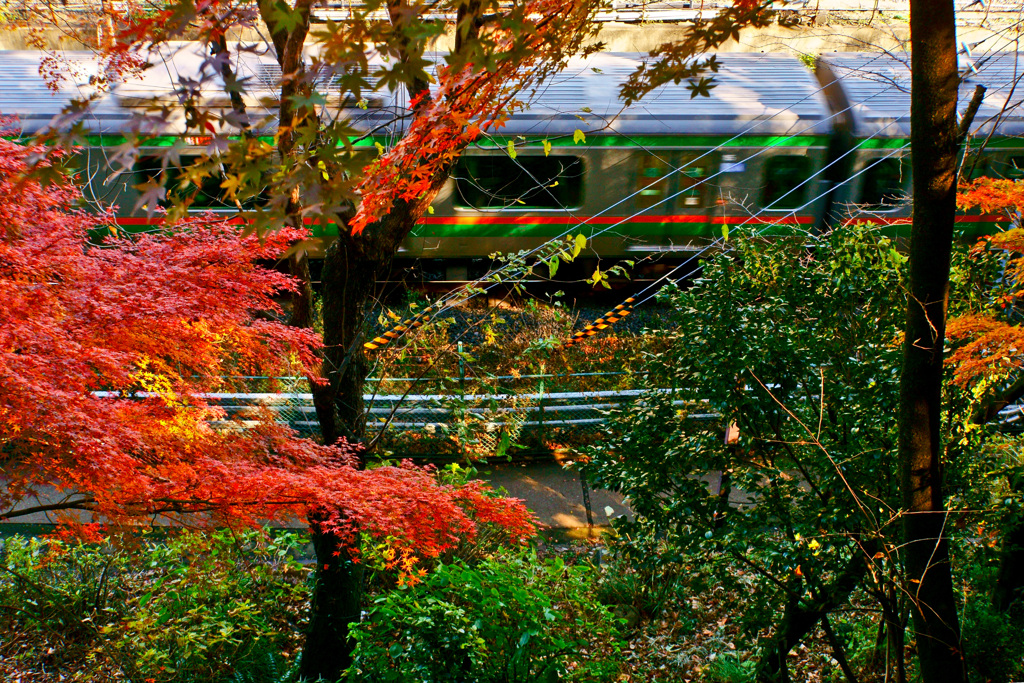 電車と紅葉 2018年12月