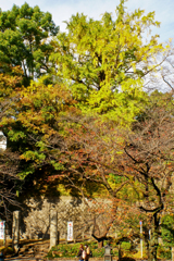 王子神社のイチョウ