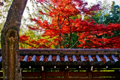 お寺の紅葉