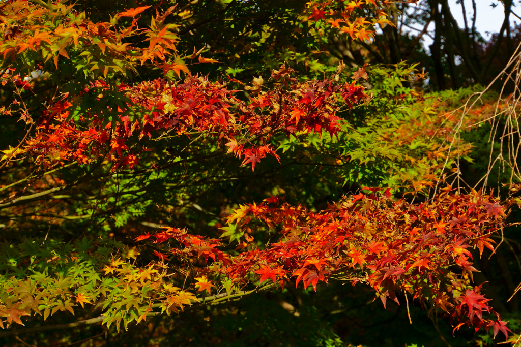 紅葉