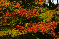 紅葉