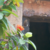 花の写真