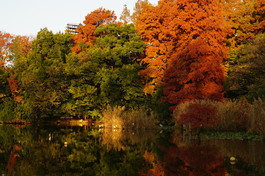 近所の紅葉