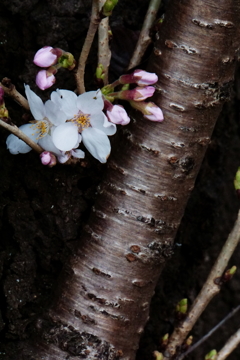 咲き始めた桜