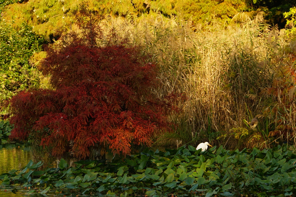 紅葉時期の公園