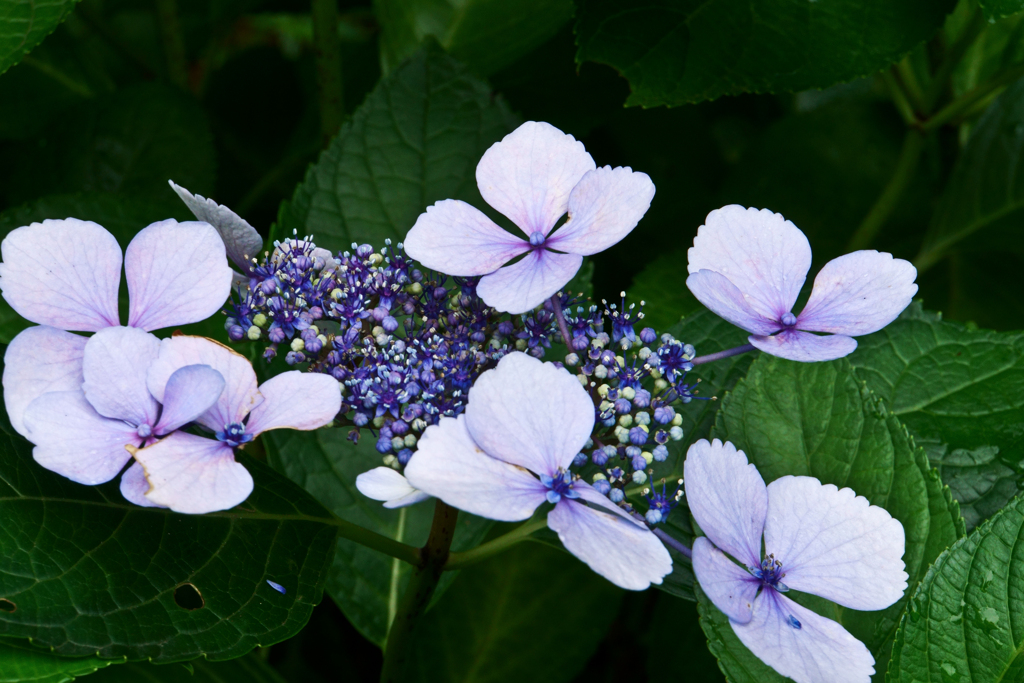 花の写真