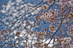 キラキラと桜