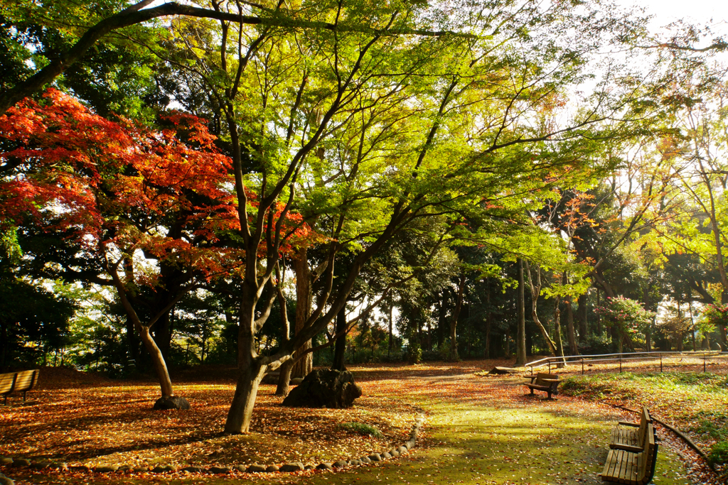紅葉