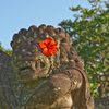 花の写真