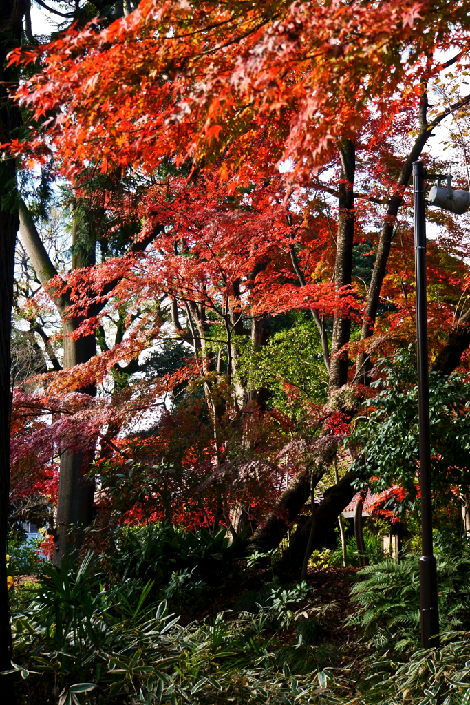 紅葉