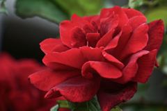 薔薇