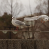 動物の写真