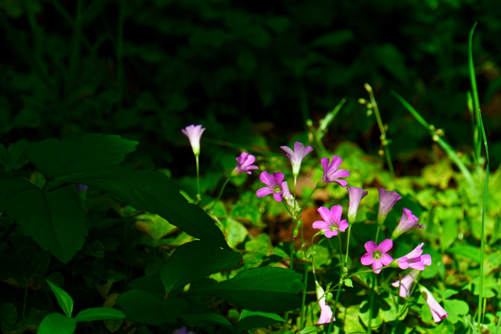 花の写真