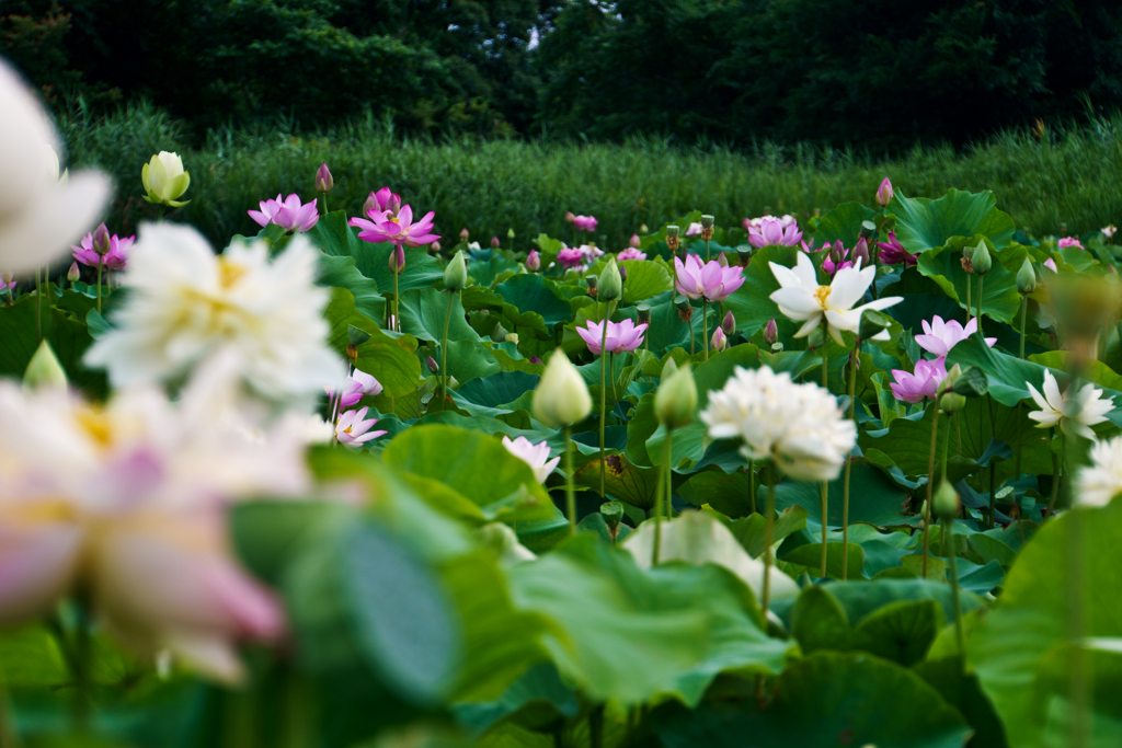 花の写真