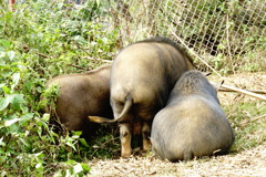 ベトナム・サパの豚さん