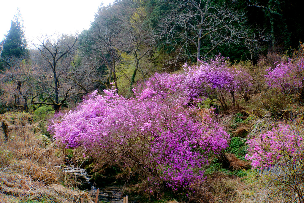 春の山