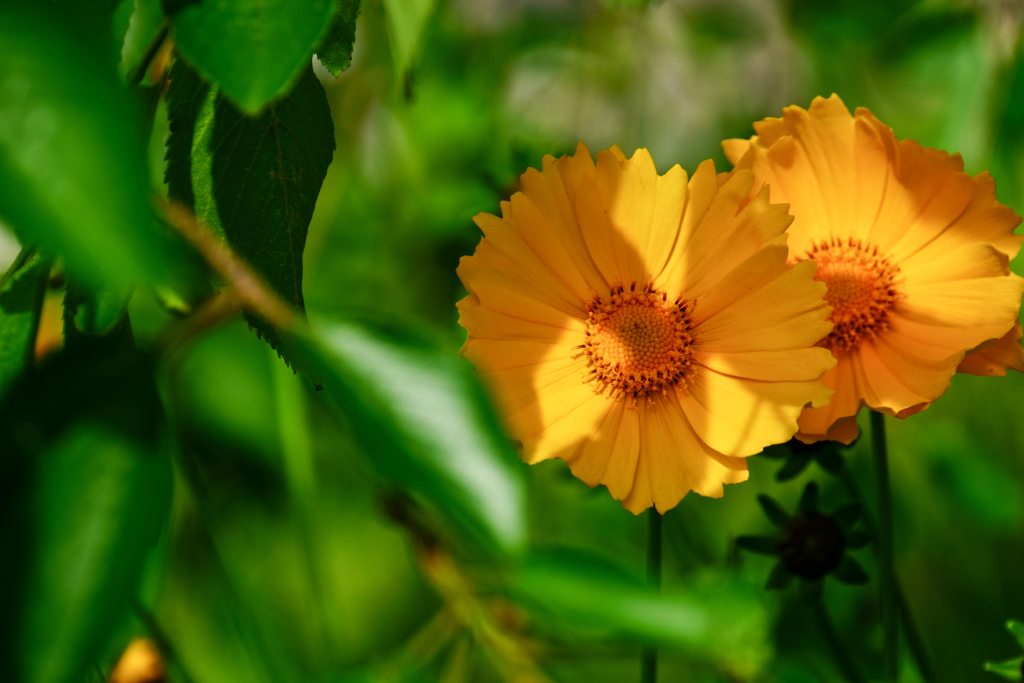 花の写真