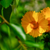 花の写真